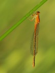 Ischnura pumilio