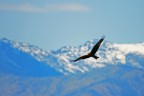 Rapace ambientato