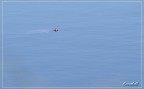 iso 100 , 400mm f5.3 croop quasi al 100%
