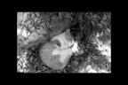 non  nulla di che, ma  carino il gatto, come si  messo a dormire...

ciao a tutti