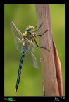 Un caro saluto a tutti amici macrofili! qualche giorno di pace da poter dedicare al forum finalmente!.....Ecco il mio primo Anax Imperator che vedo nella mia vita....era davvero gigantesco....15cm circa di apertura alare...scatto fatto con un piede quasi in acqua.....mi sarei voluto mettere pi correttamente per averlo perfettamente di profilo....ma avrei dovuto buttarmi a mollo!
Canon 40D, tamron 90mm, iso320, f8, mano libera, 1/125, controluce.