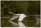 Cigno selvatico