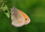 farfalla