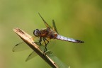 ..tanto per cambiare...Libellula...