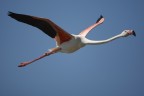 Fenicottero rosa in camargue