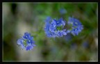 Lasciate stare i fiori di campo...permettetegli di colorare il mondo..