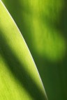 Verde d'erba