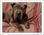 greta