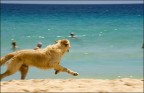 panning dog...