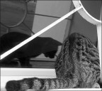 cat...