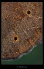 The Butterfly Surface