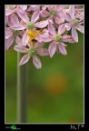 Una piccolissima Misumena Vatia su un fiore di Allium Nigrum, il soggetto era particolarmente piccolo, mi sono accorto solo per caso perch volevo fotografare questo fotogenico fiore che sembra di porcellana. Ogni fiorellino  circa 1cm. Era montato sulla 40D il canon 55-250is....quindi mi sono arrangiato con quello per scattare. Canon 40D, 55-250 a 200mm, iso400, treppiedi, f10, 1/50, treppiedi, cielo semi-coperto.