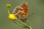 Melitea
