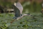 nitticora in volo