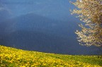 In una bella giornata primaverile piena di colori e di profumi una bella nevicata di petali di ciliegio selvatico......

Ciao

Gerardo