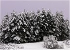 Gli alberi innevati mi hanno sempre affascinato..................foto scattata mentre salivo verso monte prata da Castelluccio