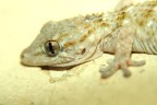 Un grazie particolare va al povero geko che nel pieno della notte s preso una ventina di flashate nell' occhietto confuso.