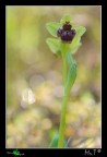 Mi mancavano le mie amate Orchidee che ormai sono quasi tutte sfiorite! Questa  una delle pi piccole presenti in italia...un' Ophrys bombyliflora che prende il nome dalla forma che emula quella di una femmina di Bombo per essere impollinata dai maschi.
Canon 40D, tamron 90mm, f5,6 , iso100, 1/150, treppiedi, mattino presto con tanto umido(rarissimo dalle mie parti!)