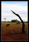 the bush