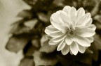 Foto di Dahlia.
f/2
1/50 sec.
iso 250
