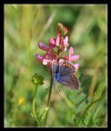 Una farfalla..un fiore..