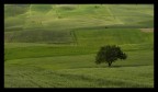 campagna verde