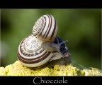 Macro di due chiocciole