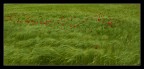 vento di primavera