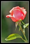 Rosa...