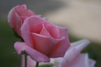 Una rosa del roseto di Roma