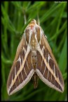 Falena