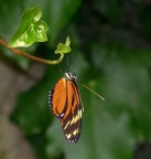 nikon d300
sigma 150
iso 400
s 1/125
f 4,0