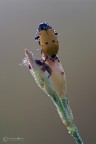 Clytra quadripunctata