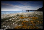 SEA AND FLOWERS
