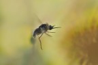 Volo