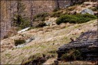 Marmotta
