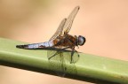 ...Ancora Lei...Libellula...!!!