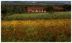 campo papaveri