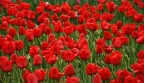 tulipani