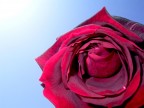 "la rose
Qui ce matin avait dclose
Sa robe de pourpre au soleil"
