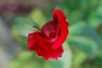 una semplice rosa. d80+50mm 1.8