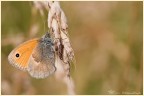 COENONYMPHA PAMPHILUS

Canon 40D + Sigma 70mm. macro
Iso 100 - 1/200sec. - F6,3 - Mano libera.