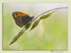 COENONYMPHA PAMPHILUS

Canon 40D + Sigma 70mm. macro
Iso 100 - 1/500sec. - F5,0 - Mano libera.