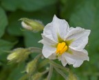 fiore di patata