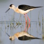 Cavaliere allo specchio Cavaliere allo specchio