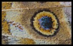 Cardui Texture
