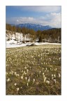 Vista Crocus