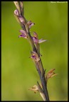 Orchidea