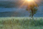 Raggi di sole