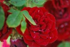 Piccola rosa